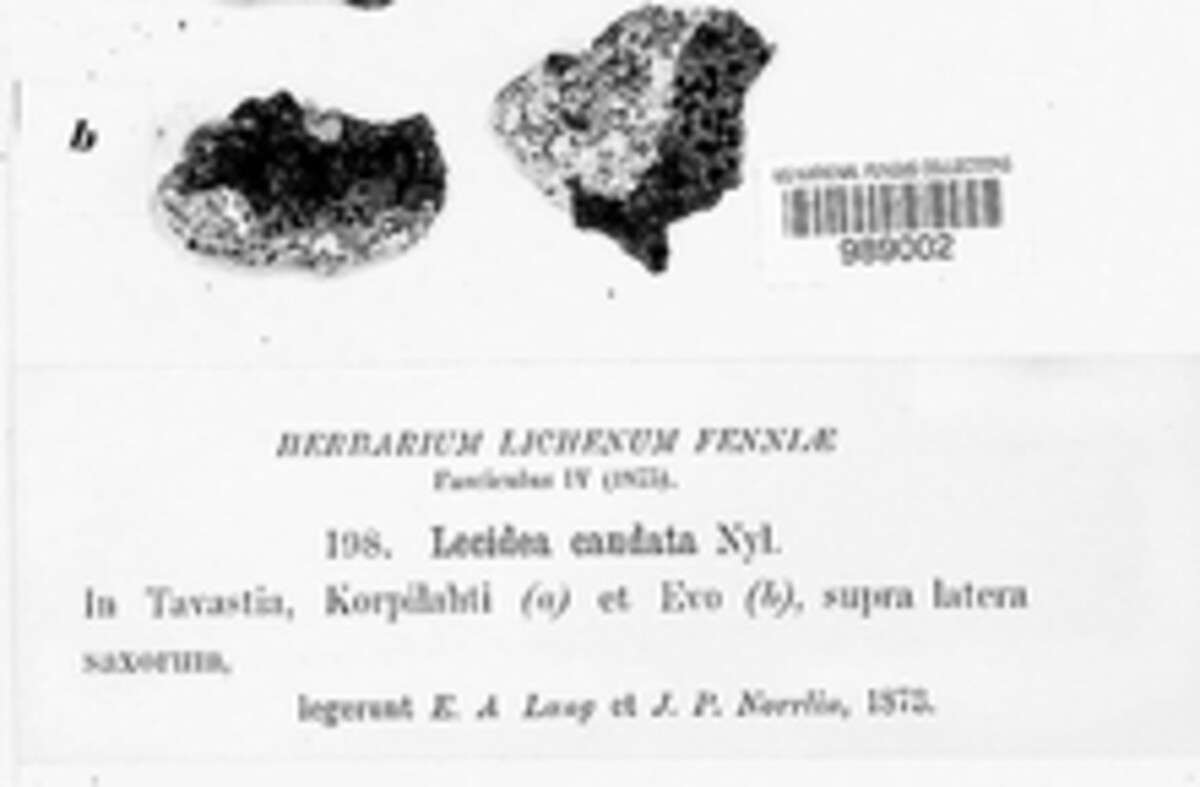 Bilimbia caudata image